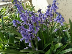 Hyacinthoides