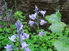 Hyacinthoides