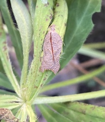 Acleris emargana