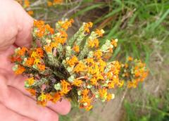 Manulea tomentosa