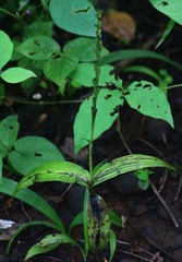 Peristylus