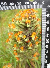 Manulea tomentosa