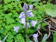 Hyacinthoides