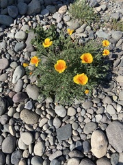 Eschscholzia californica
