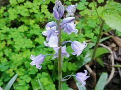 Hyacinthoides