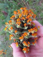 Manulea tomentosa