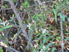 Cyphia sylvatica sylvatica