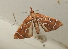 Panotima angularis