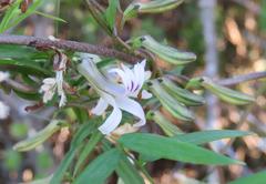 Cyphia sylvatica sylvatica