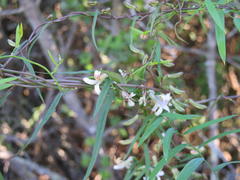 Cyphia sylvatica sylvatica
