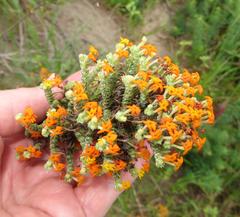 Manulea tomentosa