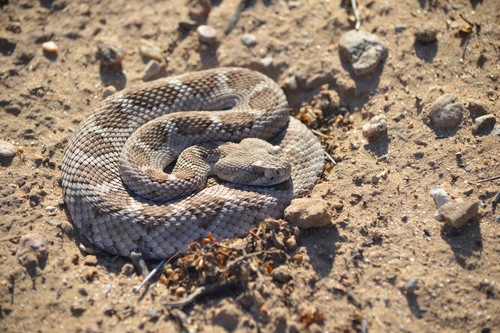 Western Diamond-backed Rattlesnake, photo 9 of 9