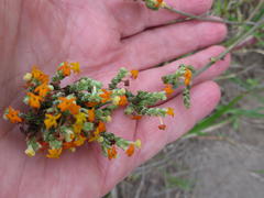 Manulea tomentosa