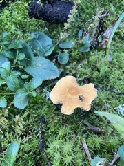 Cystoderma carcharias