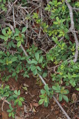 Rhoicissus tridentata tridentata