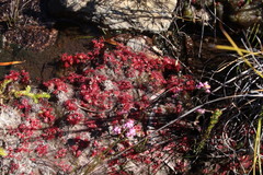 Drosera rubrifolia