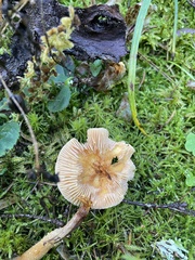 Cystoderma carcharias