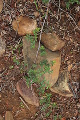 Rhoicissus tridentata tridentata