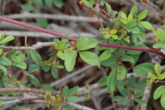 Rhoicissus tridentata tridentata