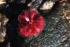 Drosera rubrifolia