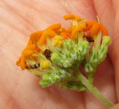 Manulea tomentosa