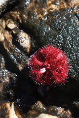 Drosera rubrifolia