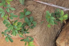 Rhoicissus tridentata tridentata