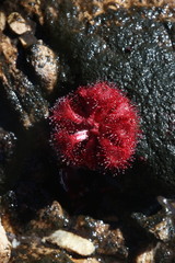 Drosera rubrifolia