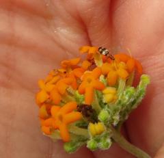 Manulea tomentosa
