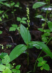 Peristylus
