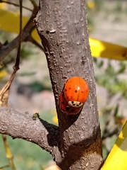Harmonia axyridis
