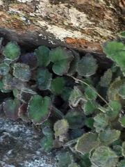 Lobelia ardisiandroides