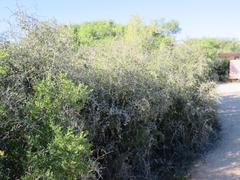 Gymnosporia polyacantha