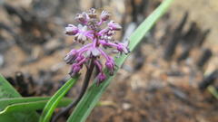 Ledebouria apertiflora