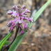 Desert African Hyacinth - Photo (c) Suvarna Parbhoo Mohan, some rights reserved (CC BY-NC), uploaded by Suvarna Parbhoo Mohan