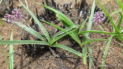 Ledebouria apertiflora