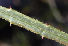 Osteospermum asperulum