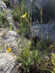Osteospermum asperulum