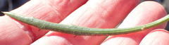 Osteospermum asperulum