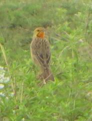 Macronyx capensis colletti