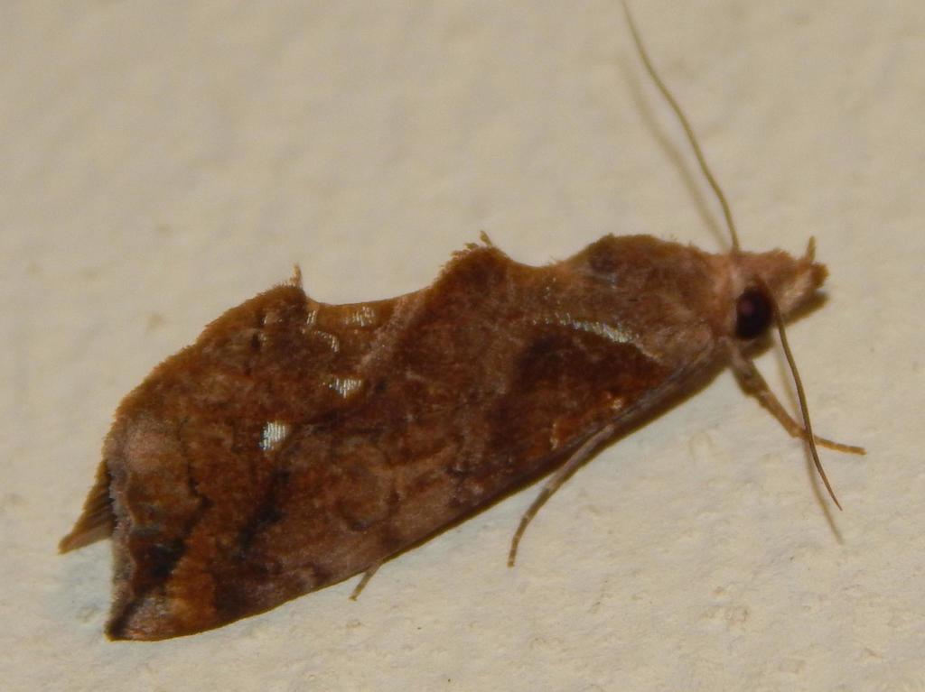 Plusiodonta nictites