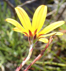 Osteospermum asperulum