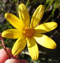 Osteospermum asperulum