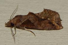 Plusiodonta nictites