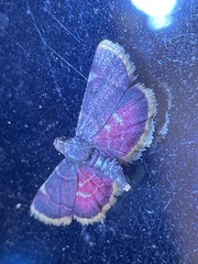 Hypsopygia regina