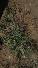 Melinis repens repens