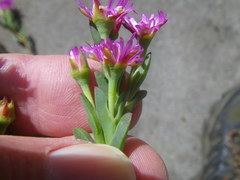 Ruschia klipbergensis