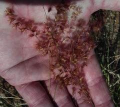 Melinis repens repens