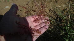 Melinis repens repens