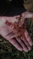 Melinis repens repens